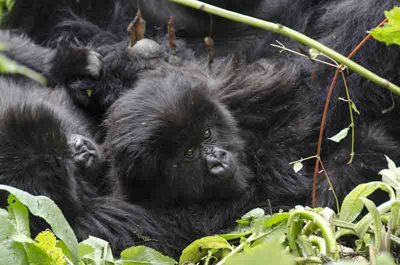 08 - Gorilas jovenes - selva de Virunga - parque nacional de los volcanes - Ruanda